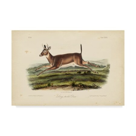 Trademark Fine Art John James Audubon 'Long Tailed Deer' Canvas Art, 16x24 WAG04128-C1624GG